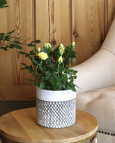 Yellow flowered rose plant